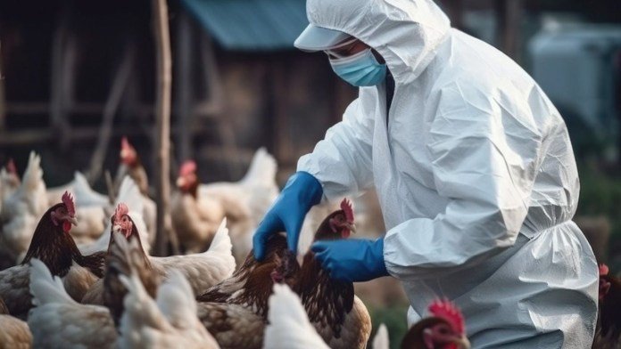 Argentina recuperó el estatus de país libre de influenza aviar y reactivó exportaciones