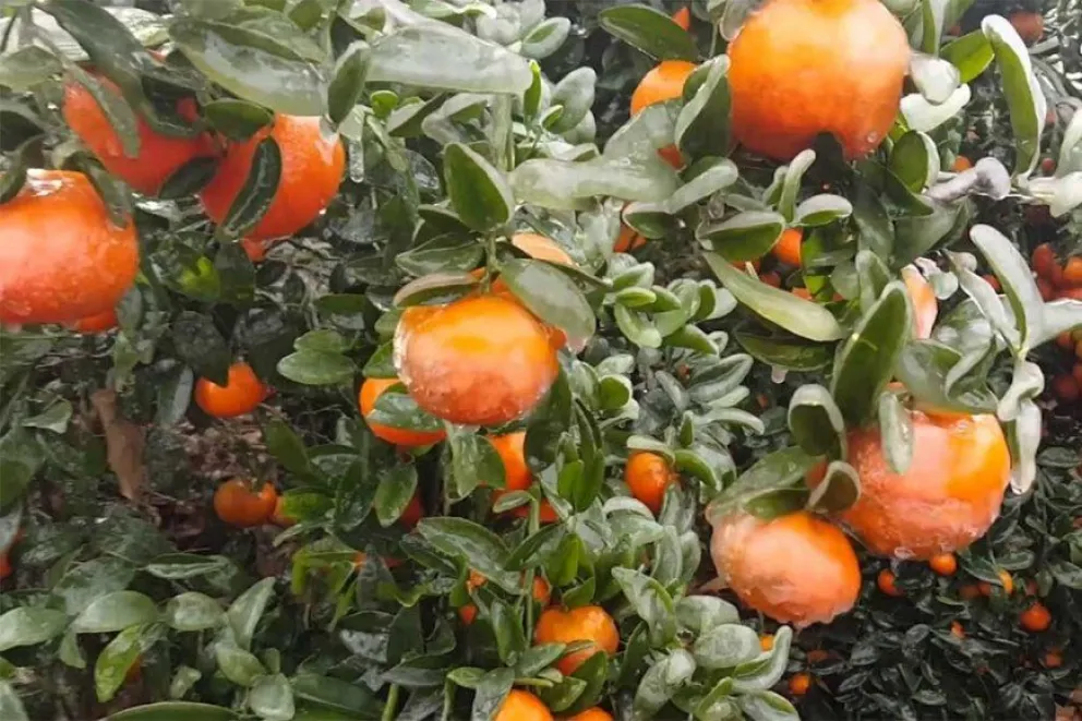 Nación declaró la emergencia agropecuaria para distintas producciones y zonas de Entre Ríos