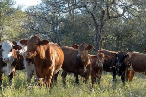 “Destacan la colaboración público-privada como clave para fortalecer el sector ganadero.”